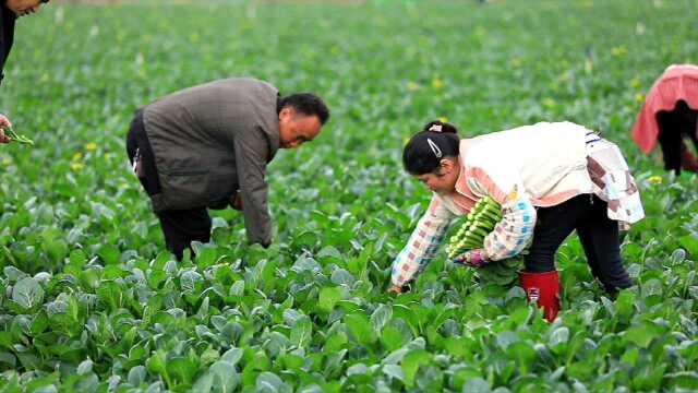 美好新田丨“候鸟农民”组团来摘菜