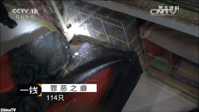 警方破获猕猴走私贩卖案,已经出售200多只猴子,涉及全国!