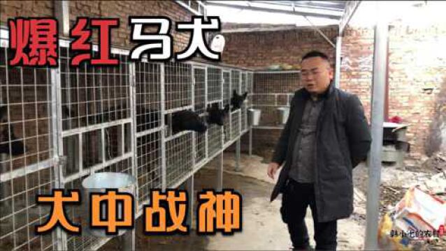 朋友酷爱马犬,家里的爆红马犬,黄马是真漂亮,大家来品评下