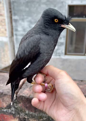 会说话的八哥!这只八哥鸟,说本地方言好搞笑