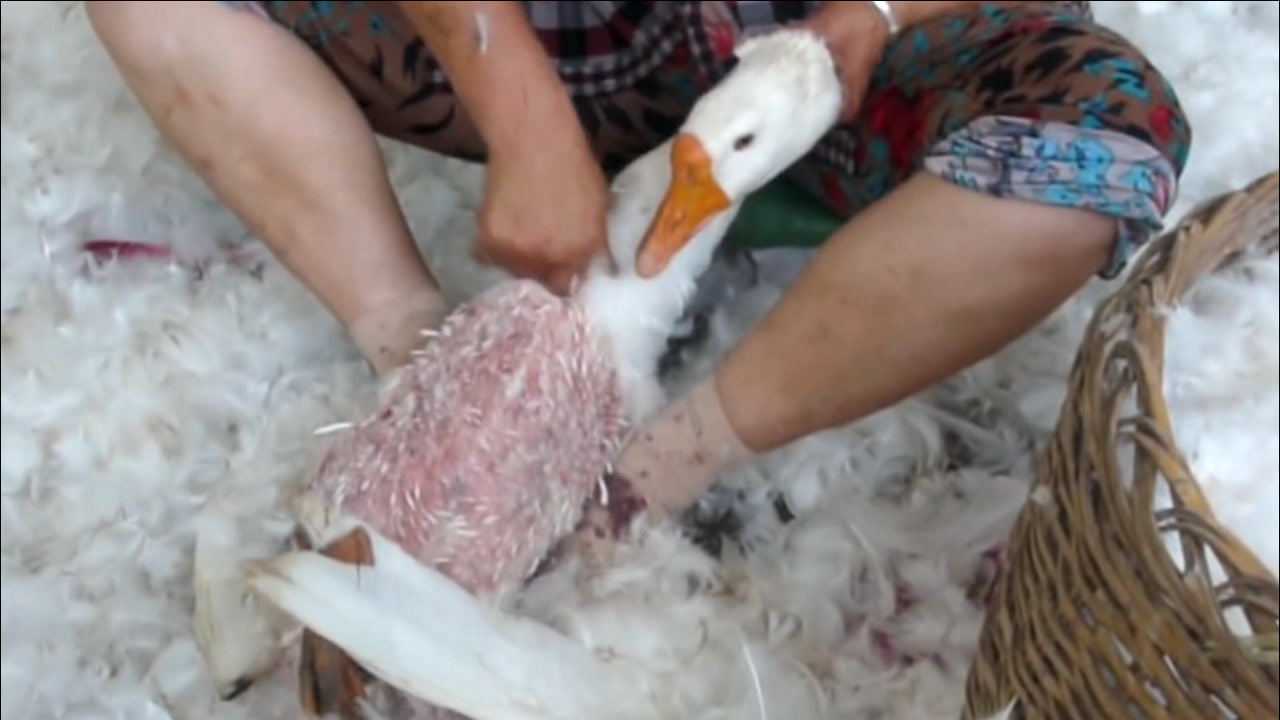 加拿大鹅被活体拔毛全身伤痕累累简直太残忍