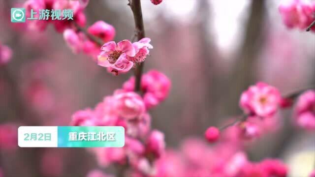 鸿恩寺观赏桃花盛开迷游人