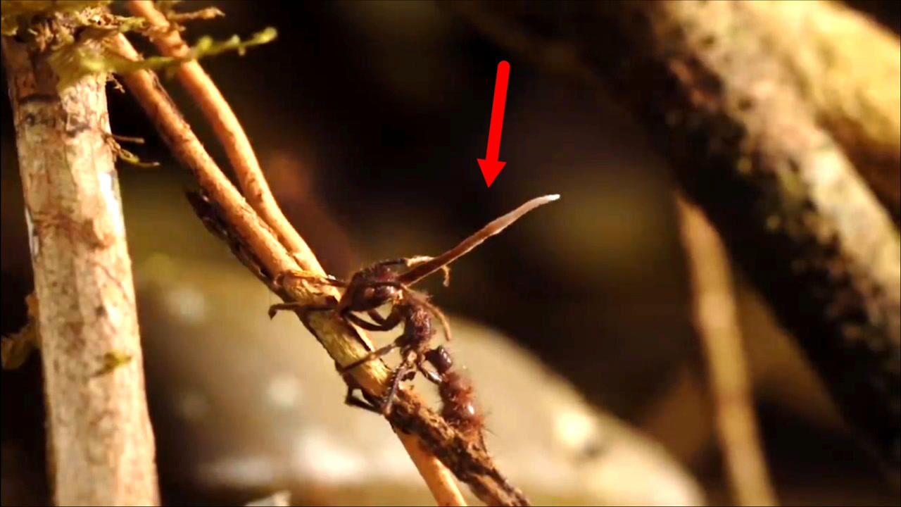 僵尸蚂蚁寄生真菌控制蚂蚁行为并让它变成自己的傀儡