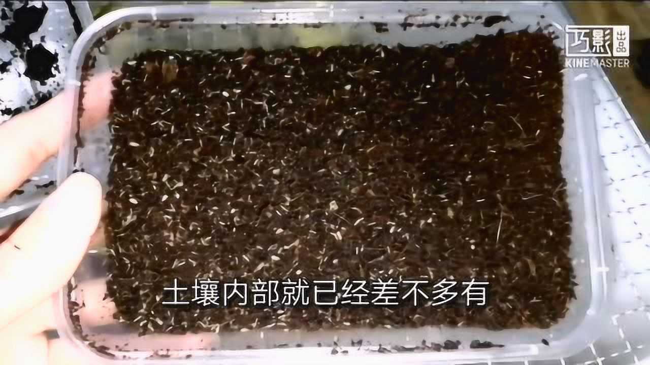 蟋蟀卵的孵化