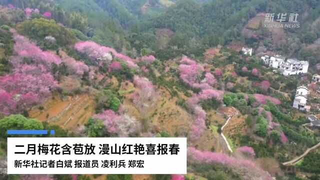 二月梅花含苞放 漫山红艳喜报春