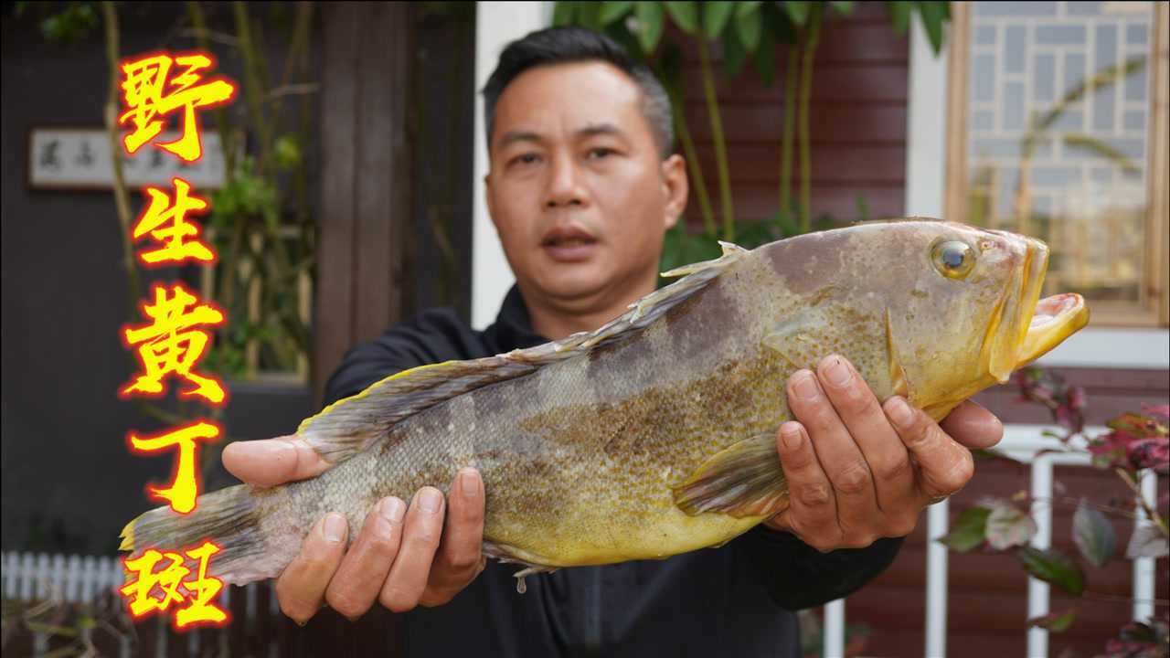 石斑鱼中的贵族黄丁斑,刺身清蒸更能品尝美味,肉质鲜甜口感爽脆