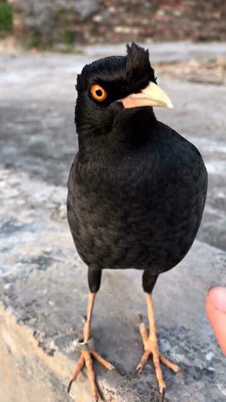 会说话的八哥!乌鸦还会这样夸自己的,太可爱了