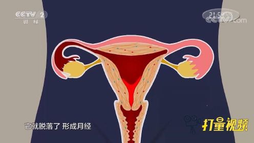 女性月经是怎么形成的？专家通过道具讲解，通俗易懂