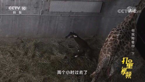 长颈鹿难产4个多小时终于生下，没想到小长颈鹿却无法站立