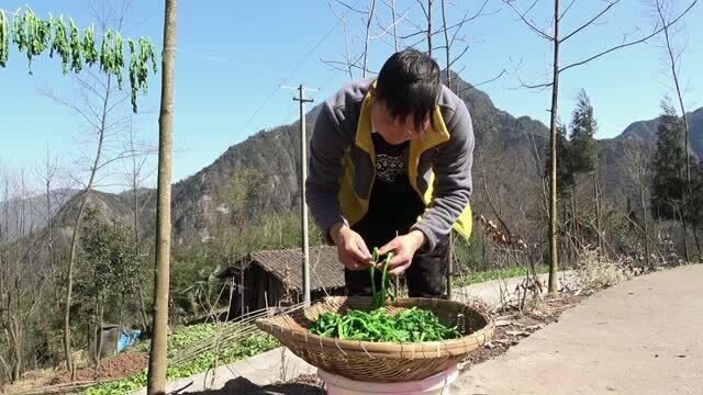 四川农村野生油菜的做法,这样做炒腊肉巴适滴板,你们那里怎么做