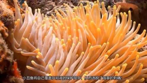 探索海底色彩斑斓的珊瑚