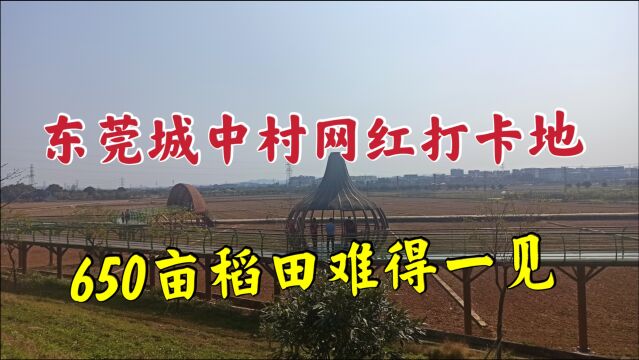 东莞城中村周屋网红稻田画,春节却是另一番景象,想去准备要做好