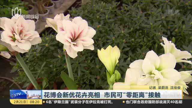 花博会新优花卉亮相 市民可“零距离”接触