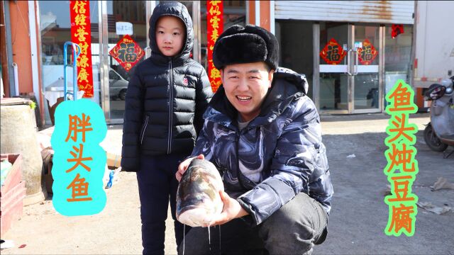 小伙今天做胖头鱼炖豆腐,东北铁锅炖鱼头,豆腐更入味!