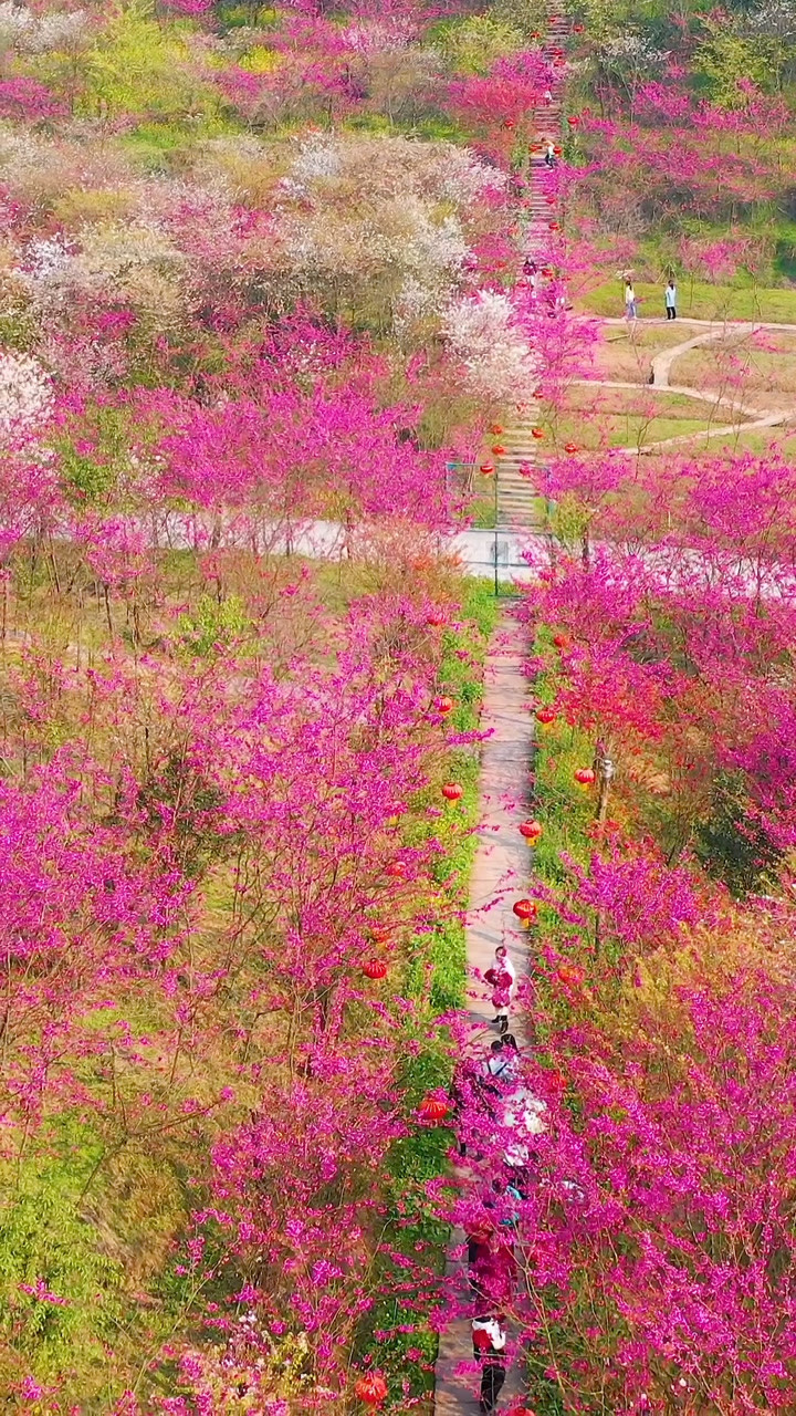 天真永不消逝烂漫至死不渝重庆江津美樱花海