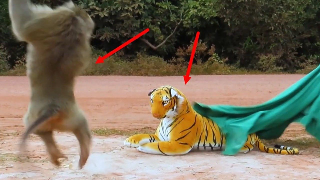 在猴群里放只假老虎,结果猴哥秒变窜天猴,网友:你也有怕的时候!