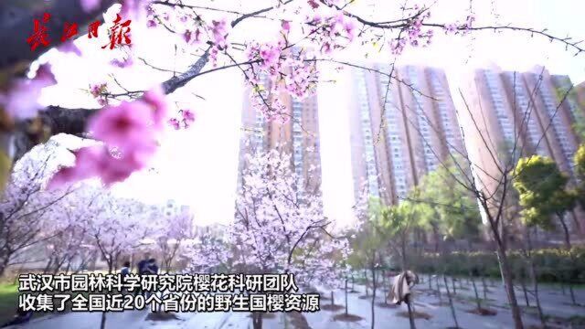 在武汉可以看到国产樱花啦!花美,名字更美