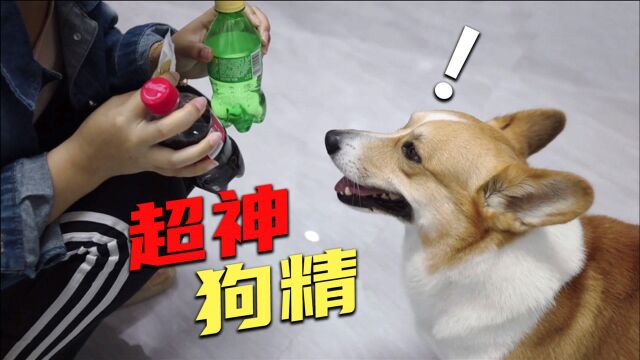 狗狗成精了,主人直接教它分辨雪碧和可乐,没想到狗子竟然会了?