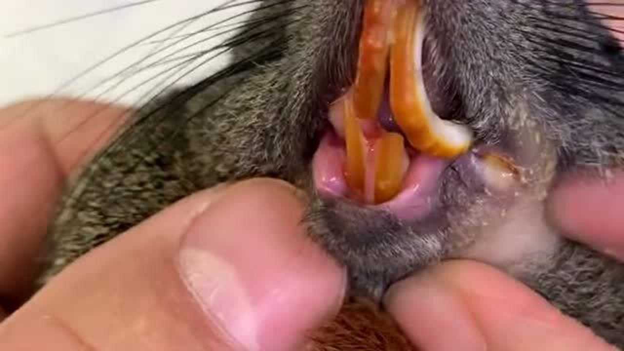松鼠牙齿错合,需要定期磨剪牙齿,不然它吃东西都容易受影响!