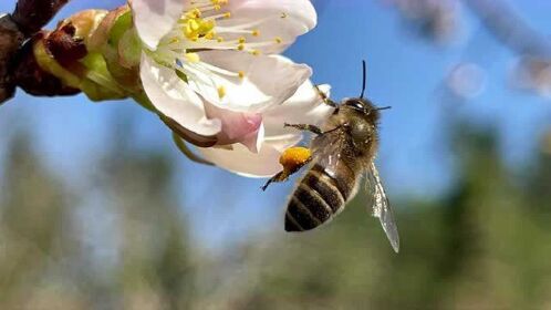 蜜蜂采蜜过程,把蜜沾在腿上