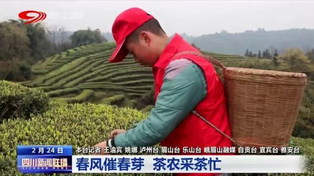 花茶之乡 茶农采茶忙!总产值可达上亿元!