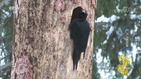 用尾巴作为支撑，用嘴作为凿子，啄木鸟在树上开凿树洞