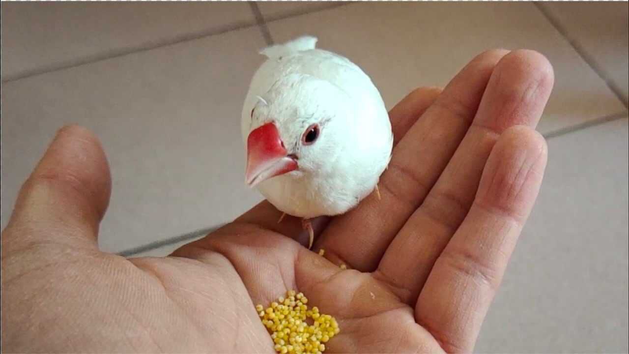 给网购的手养文鸟买了鸟粮,没想到还会认食,场面让主人哭笑不得