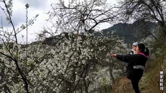 四川达州黄都李子园,这里李子盛开太美了,航拍正面破都是白色一片