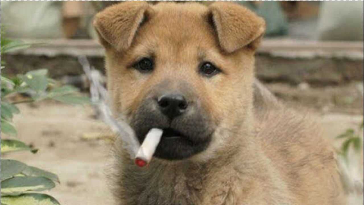 狗抽烟的壁纸图片
