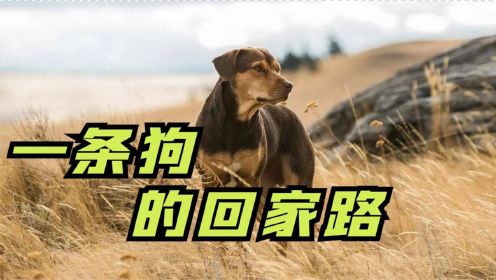 超感人催泪片，狗狗翻山越岭600公里，只为找到回家的路！