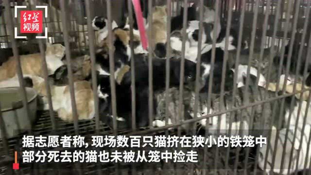 网友爆料江门发现贩猫黑窝点 官方:猫咪已被扣查转移