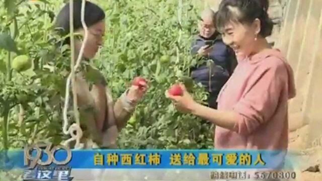 太原:农户自种西红柿,送到抗疫一线人员手中,感谢他们无私付出