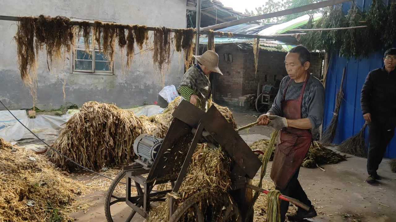 中国草,苎麻现代化加工剥制原麻_高清1080P在线观看平台_腾讯视频
