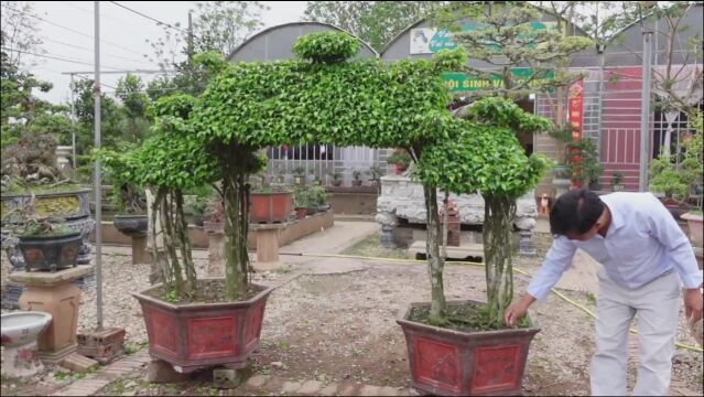 大叔的植物造景,“拱门”的造型,以立体的形象来反映自然景观