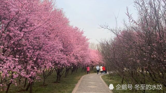 梅园春色,欣赏一下3月份的洛阳隋唐植物园梅园