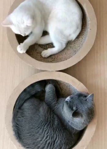 太极阴阳小猫咪,这一黑一白,实在是太像太极图了