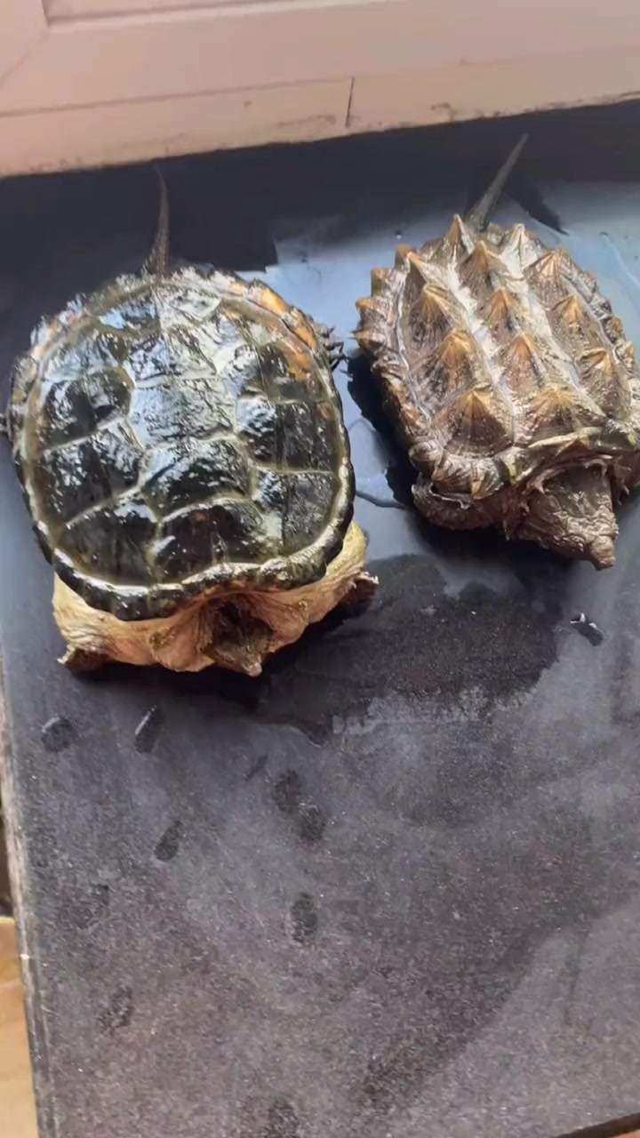 区分鳄龟的品种,原来有这么多.