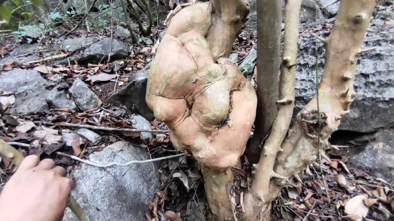 黄牛木树,长得真奇形怪状,盆景新宠儿