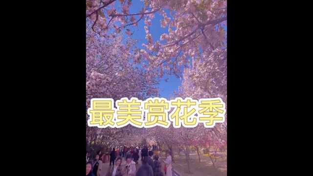 碧沙刚~满园春色赏花季