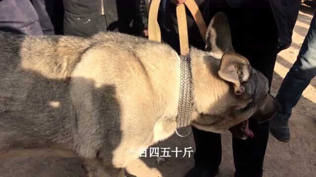 实拍焦作农村狗市,150斤重的狼青犬,你猜收狗的出多少钱?