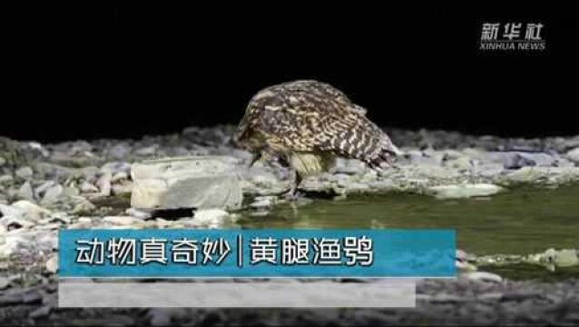 动物真奇妙|黄腿渔鸮