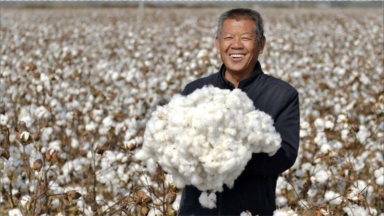 北面新疆棉花图片