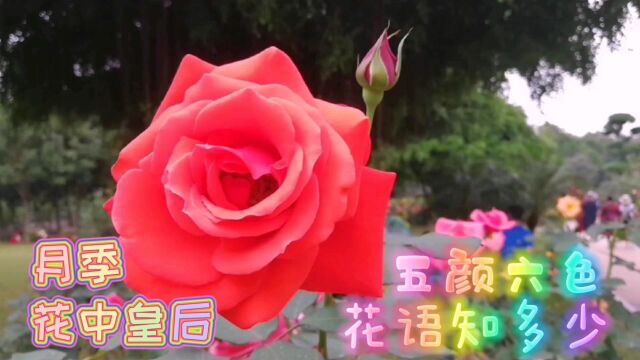 月季,花中皇后.三月,南宁拍月季嫣红,话月季花语.