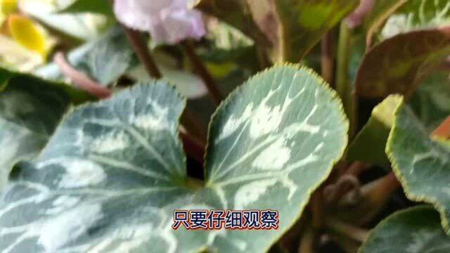 仙客来花色丰富,选对品种,花量大,花期长达200天