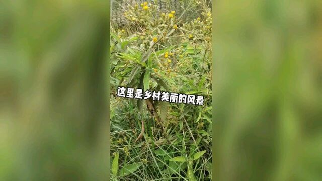 农村美丽的风景线