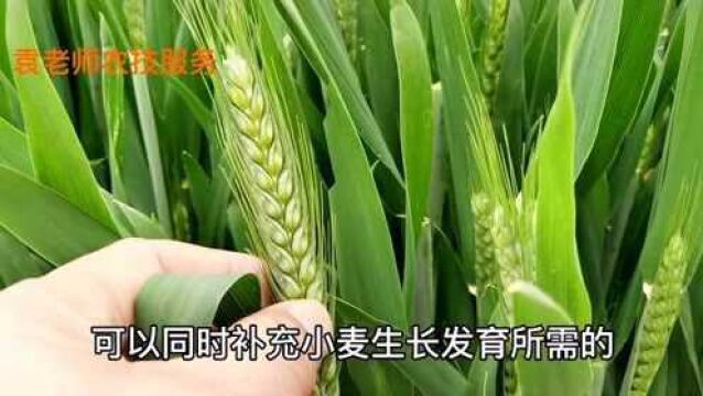 小麦增产叶面肥配方,抽穗期喷施2~3遍,每亩可增产200斤