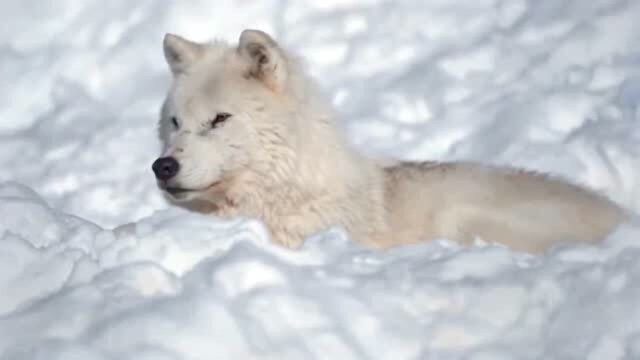 北极狼在雪地里,望向远方想着什么呢?