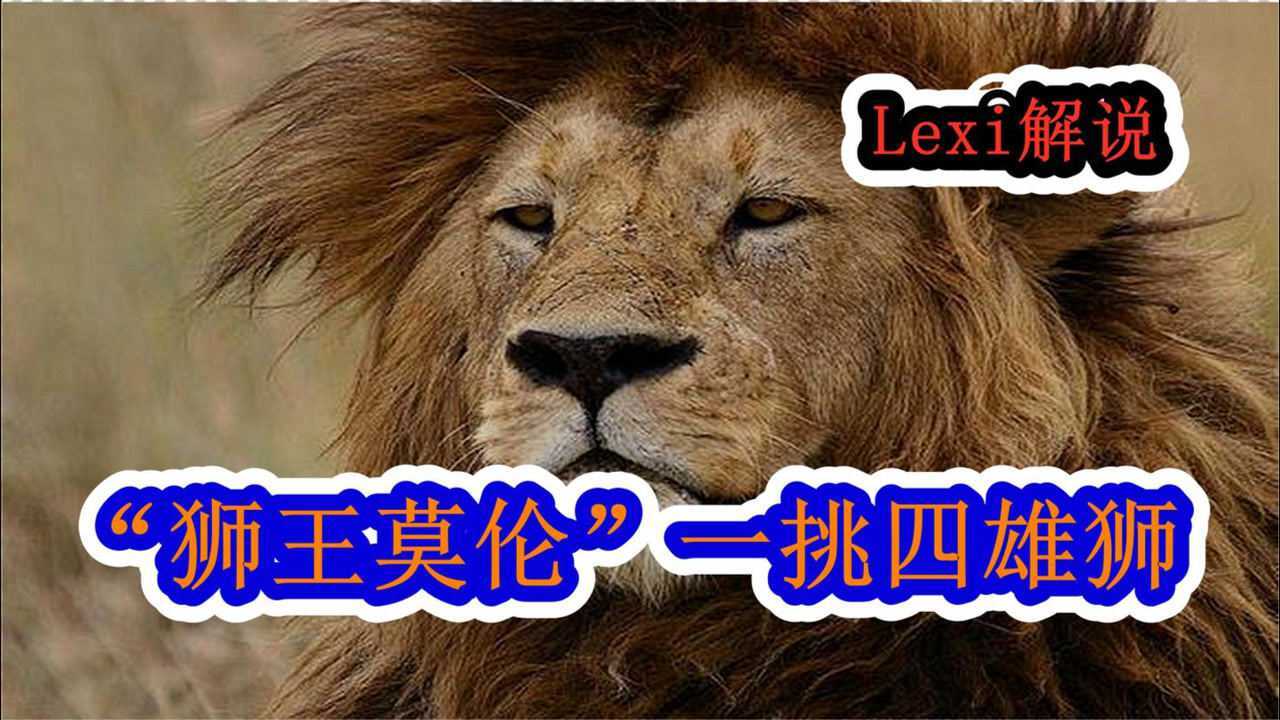 狮王"莫伦"以一敌四雄狮,成功捍卫领地,纪录片解说_腾讯视频