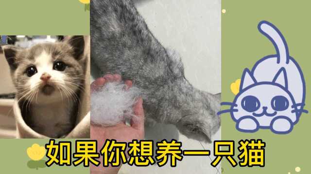 如果你真的想养一只猫,请听一听我的忠实建议