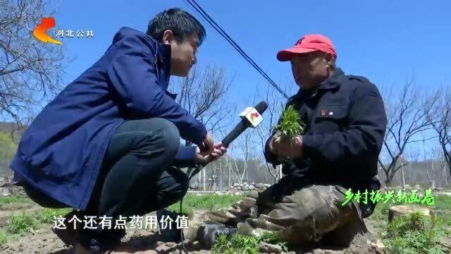 张家口涿鹿:稳步发展林下经济 打造乡村振兴“新引擎”